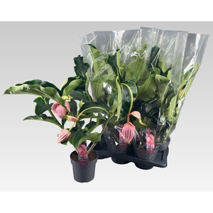 MEDIN MAGNIFICA P17 4+