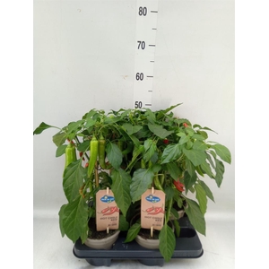 Capsicum annuum   ...peper