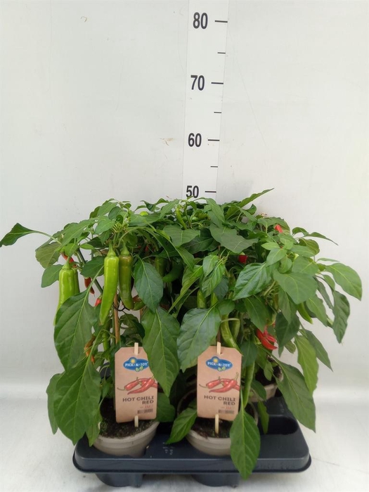 <h4>Capsicum annuum   ...peper</h4>