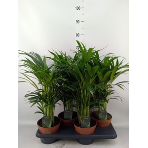 Dypsis lutescens   ...Chrysalidoca