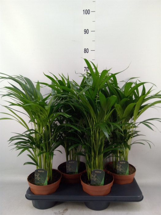 <h4>Dypsis lutescens   ...Chrysalidoca</h4>