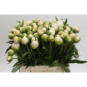 Paeonia Chiffon Parfait