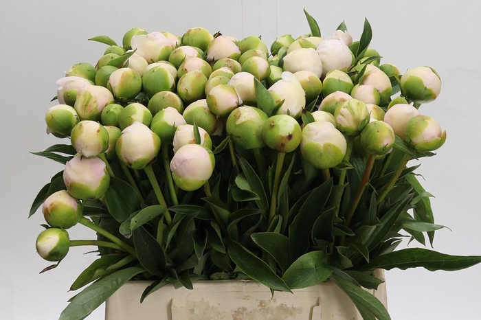 Paeonia Chiffon Parfait