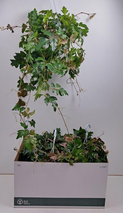 <h4>CISSUS RH ELLEN DAN</h4>