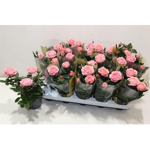 arr8 Ro Adele Kord Gr