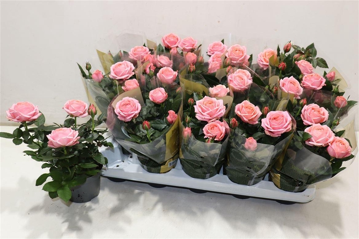 <h4>arr8 Ro Adele Kord Gr</h4>