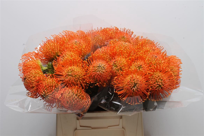 <h4>Leuco Neena Orange</h4>