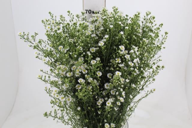 <h4>ASTER BRANCO 070</h4>