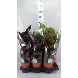 Calathea   ...mix