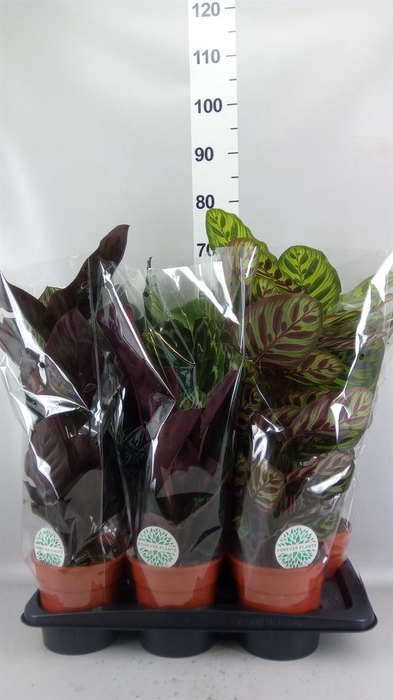 <h4>Calathea ...mix</h4>