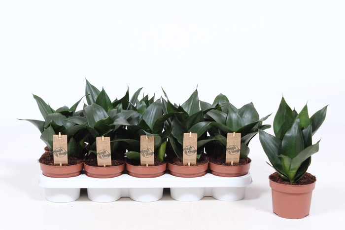 <h4>Sansevieria Jade Hahnii</h4>