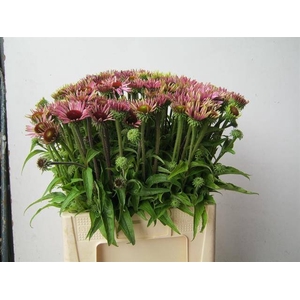 ECHI PURPUREA
