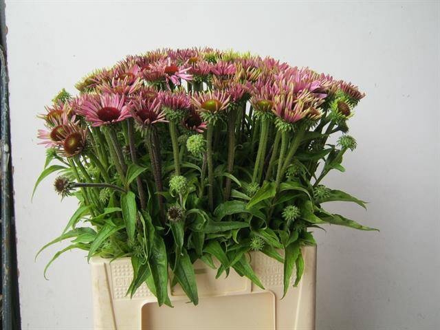 <h4>ECHI PURPUREA</h4>