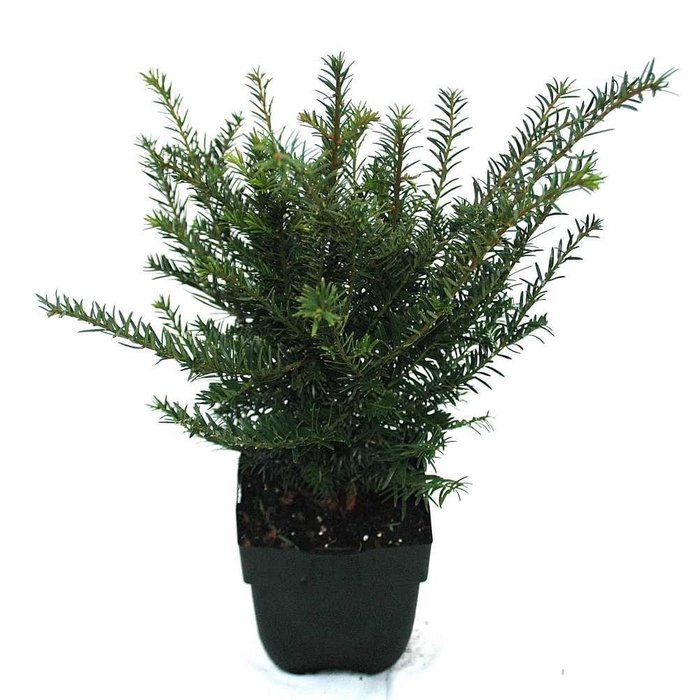Taxus baccata Bush P17
