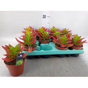Crassula   ...
