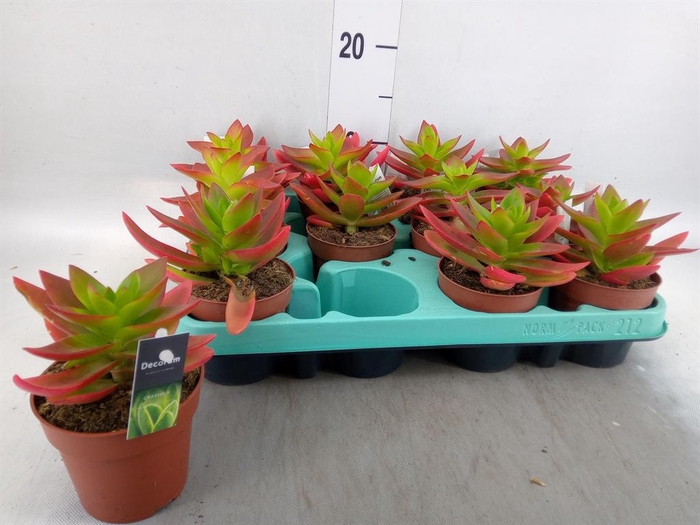 <h4>Crassula   ...</h4>