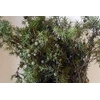GARLAND WACHOLDER (JUNIPER)