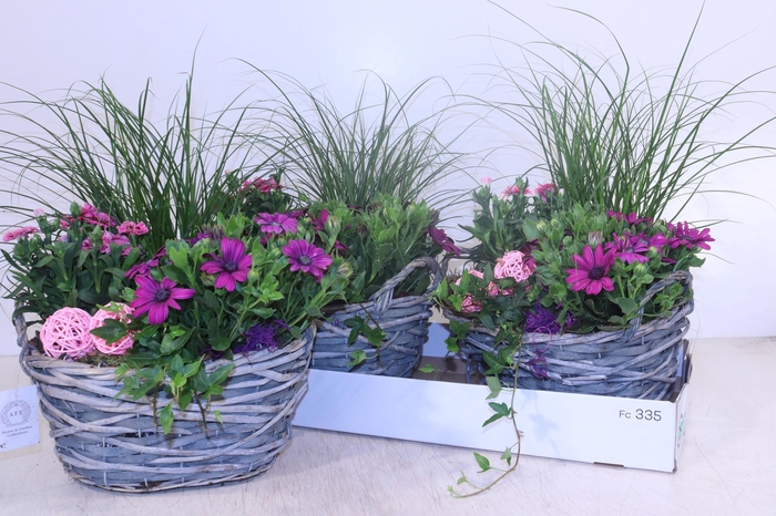 <h4>ARR TUINPLANTEN</h4>