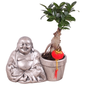 Ficus m. Ginseng pot ø09cm in ø29cm Chinese Buddha