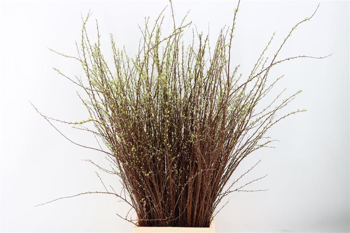 <h4>Spiraea Nip Snowmountain 90cm P Bunch Vertakt</h4>