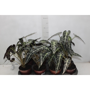 ALOCASIA PICOLLINI P12
