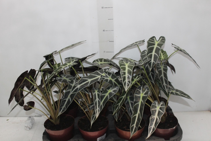 <h4>ALOCASIA PICOLLINI P12</h4>
