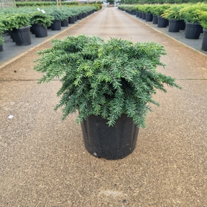 Tsuga can. 'Jeddeloh' C8