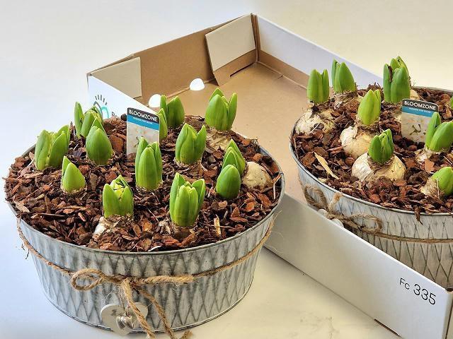 <h4>ARR HYACINTH</h4>