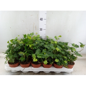 Hedera helix 'Green Ripple'