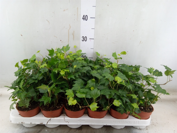 <h4>Hedera helix 'Green Ripple'</h4>