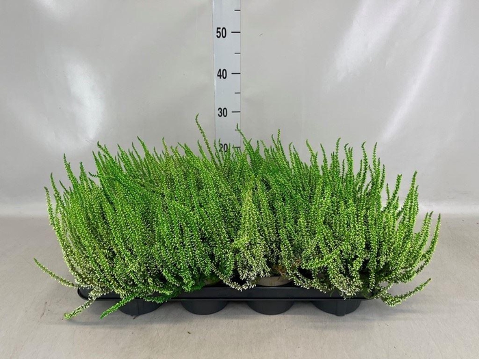 Calluna vulg.   ...