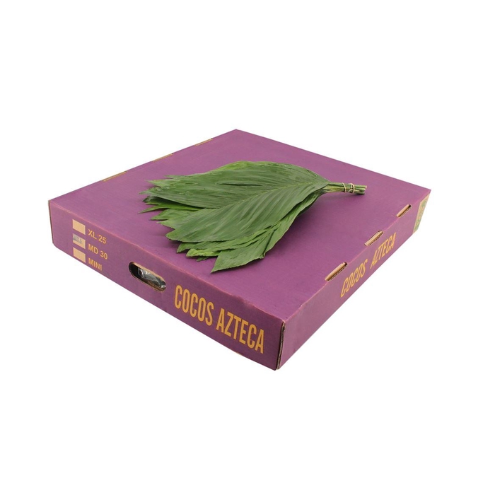 <h4>Cocos Medium</h4>