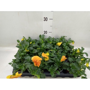 Viola wr. 'Alpha Orange'