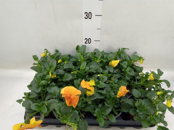 <h4>Viola wr. 'Alpha Orange'</h4>