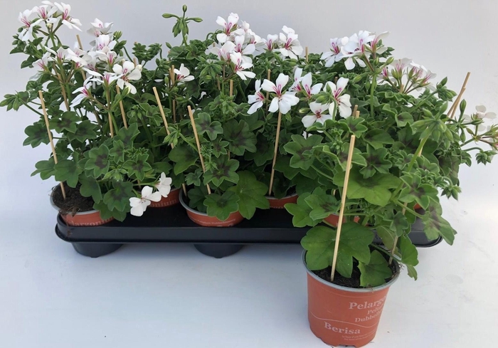 <h4>PEL PELT OV</h4>