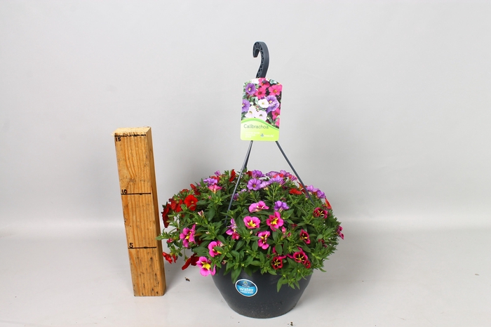 <h4>CALIB MINIF GEM</h4>