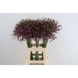 ALLIUM SPIDER