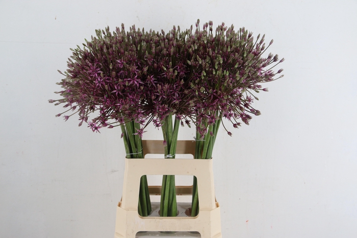 <h4>ALLIUM SPIDER</h4>