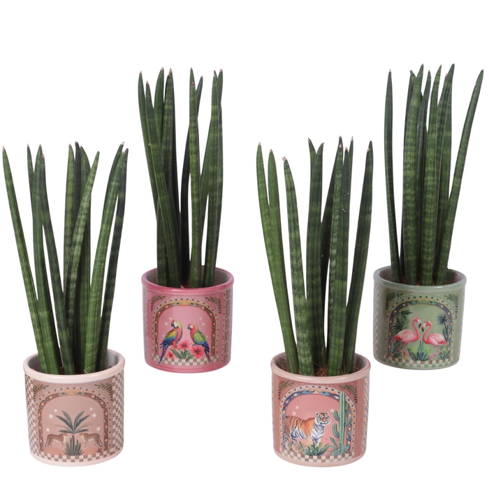 <h4>Sansevieria Cylindrica Straight 11 Leaf in Ceramic Pot Animals</h4>