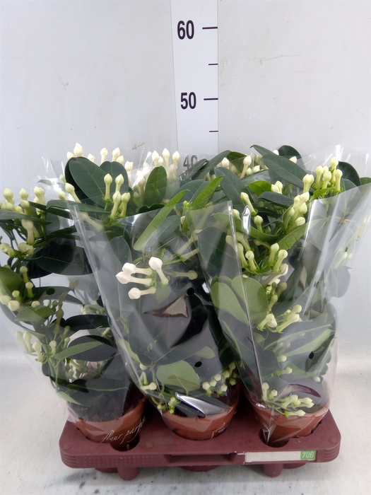 <h4>Stephanotis floribunda   ...</h4>