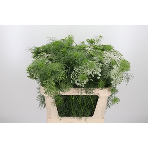 Ammi Vis Casablanca