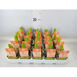 Hyacinthus orie. 'Gipsy Queen'