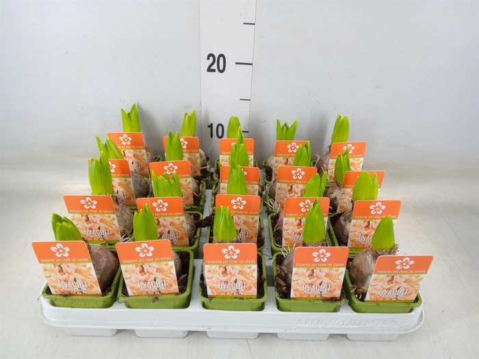 <h4>Hyacinthus orie. 'Gipsy Queen'</h4>