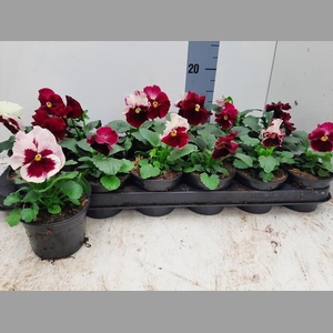 VIO WI DEL ANTIQ SUR