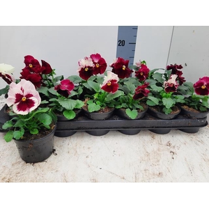 VIO WI DEL ANTIQ SUR