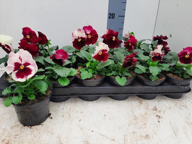 <h4>VIO WI DEL ANTIQ SUR</h4>