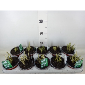 Galanthus nivalis   ...in pot