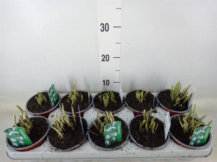 <h4>Galanthus nivalis   ...in pot</h4>