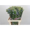 Oxypetalum Tweedia Blue