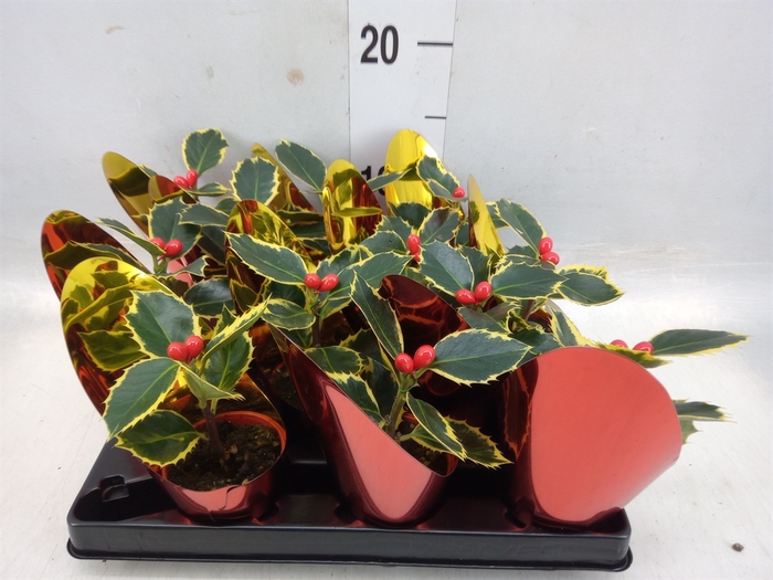 <h4>Ilex aquifolium</h4>